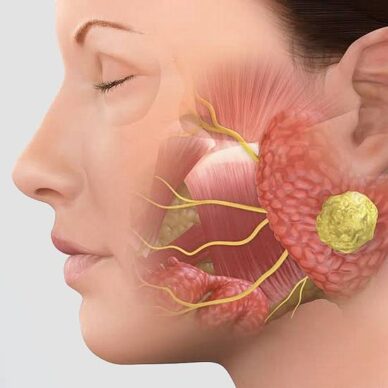 Main structure of salivary glands